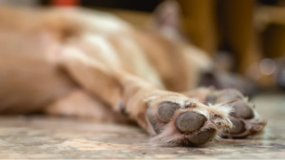 Жорстокість у прямому ефірі: на Житомирщині дівчина розстріляла собаку